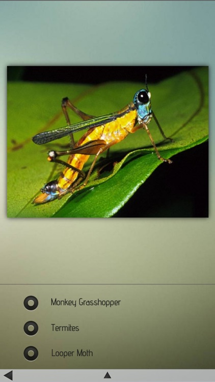 Insects Pedia screenshot-4