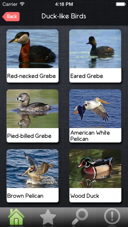 Birds Guide
