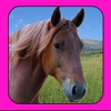 A Little Pet Horse HD