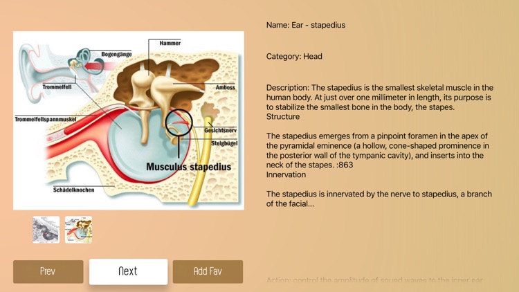 Human Muscles Guide