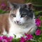 Put your camera-equipped iPhone, iPod touch or iPad on the ground (carpet works best) and watch your cat take self portraits