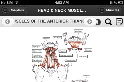 Flash Anatomy Head & Neck Muscles screenshot 3