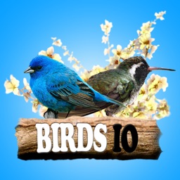 Birds IO