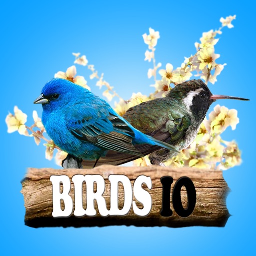 Birds IO icon