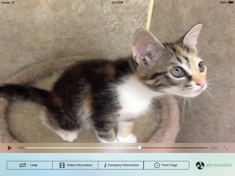 Cat Play Activity screenshot 4