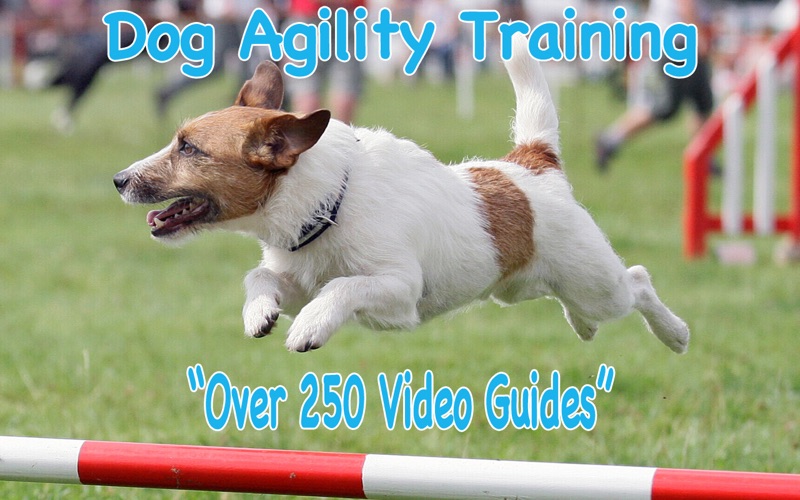 Dog Agility Training thumbnail 1