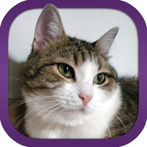Unlimited Cats Wallpapers icon