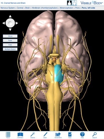 Brain & Nervous System Anatomy for Springer (Hersenen & zenuwstelsel anatomie voor Springer) screenshot 2