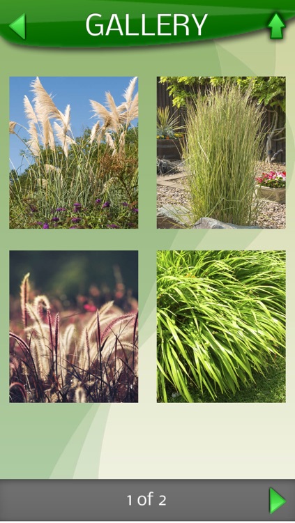 Midwest Ornamental Grasses screenshot-4