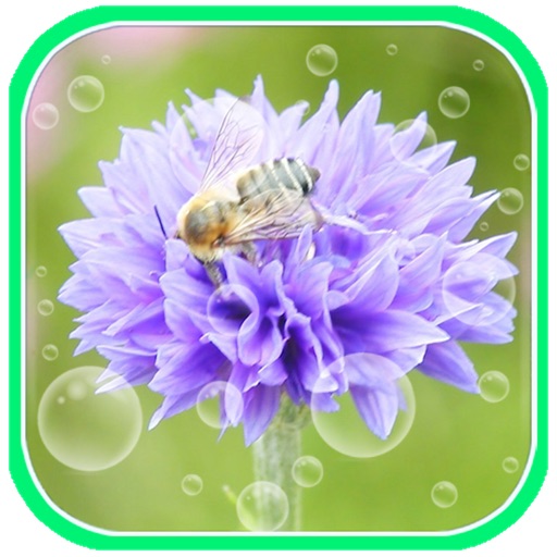 Crazy Flower Picture Free iOS App