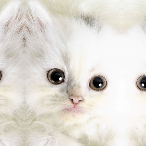 Cute Kittens! icon