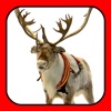 A Reindeer Cam & More