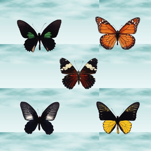 ButterFly - Create Butterfly Photo