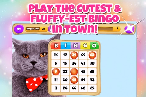 Cat Lovers BINGO! - FREE Multi-Room Bingo Game screenshot 4