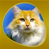 Cats 360 Gold