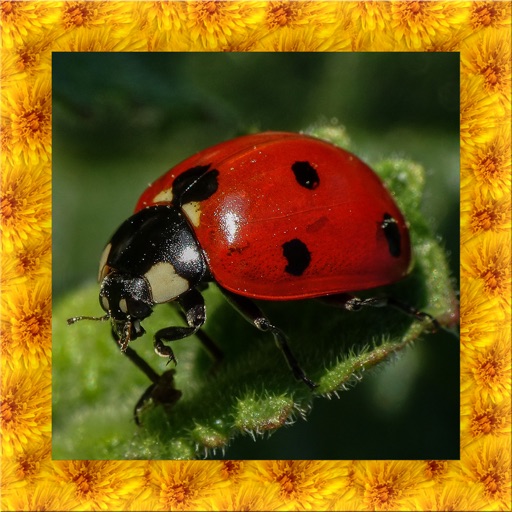 Ladybug Simulator 3D iOS App