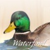 Waterfowl I – Ducks, Geese and more