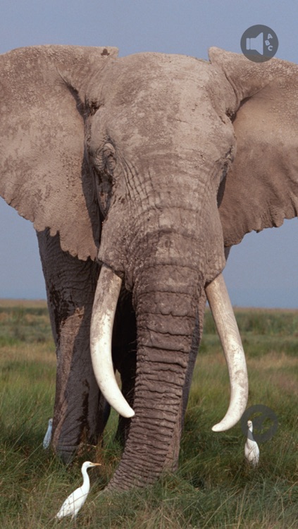 Touch Baby for iPhone screenshot-3