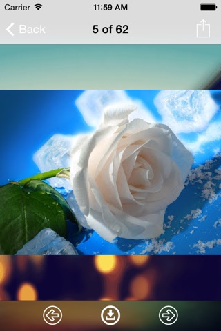 Rose Wallpaper: Best HD Wallpapers screenshot 2