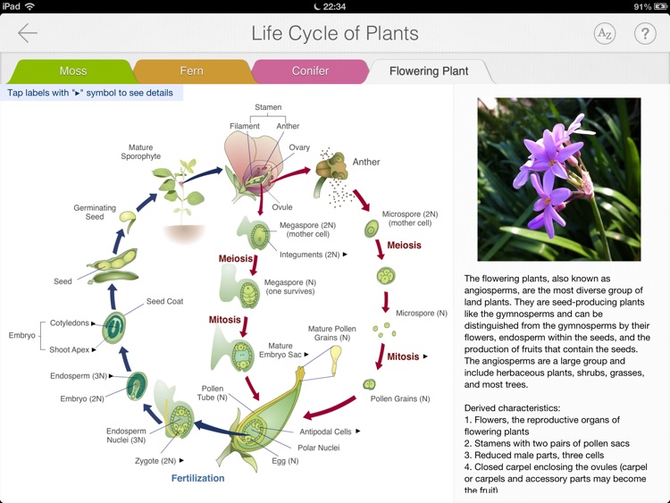 Focus on Plant