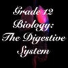 Grade 12 Biology: The Digestive System