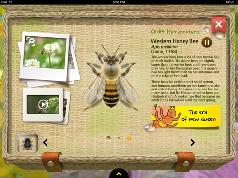 Meet the Insects: Water & Grass Edition screenshot 3