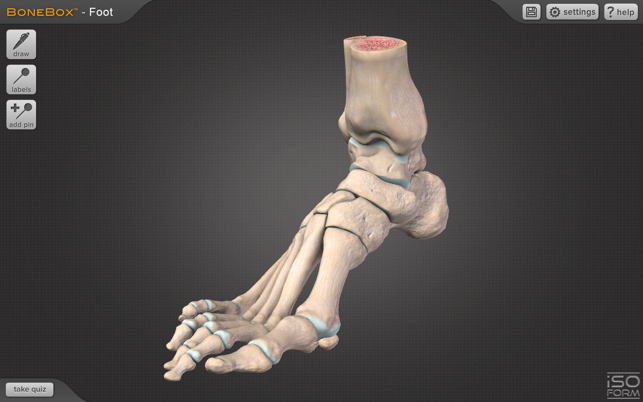 BoneBox-Foot