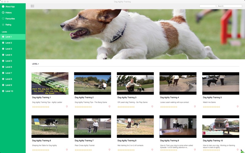 Dog Agility Training thumbnail 2