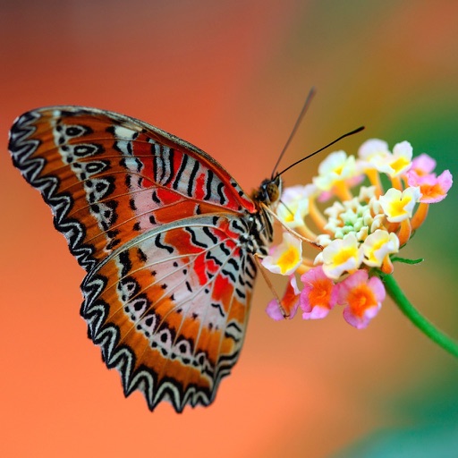 Beautiful Butterfly