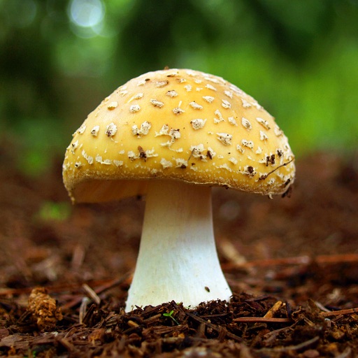 Encyclopedia of Mushroom