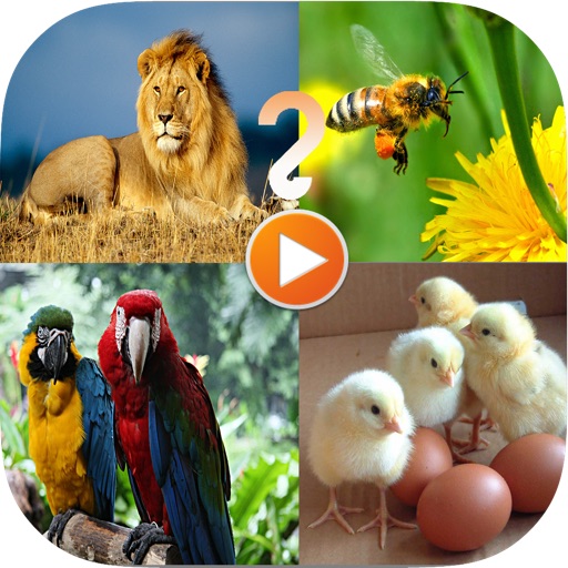 Animal Sound Quiz