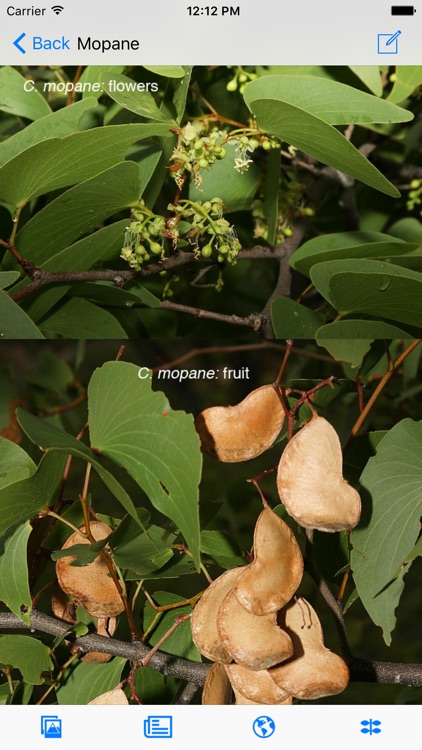 eTrees of Southern Africa