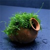 How to Grow Moss:Gardening Design and Tips