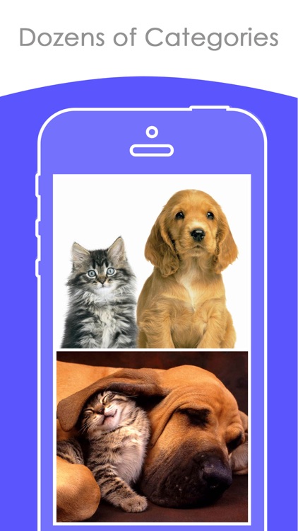 Free puppy & Kitten Wallpapers | Best HD Pictures