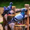 Pigeon Wallpapers HD: Quotes Backgrounds