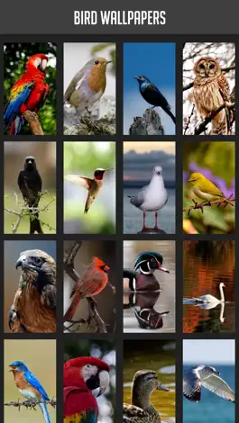 Game screenshot Bird Wallpapers mod apk