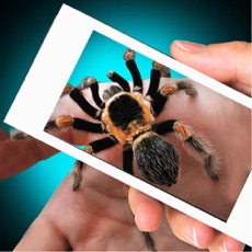 Activities of Scary Spider Hand Prank