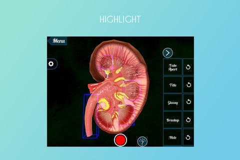 Human Kidney 3D screenshot 3