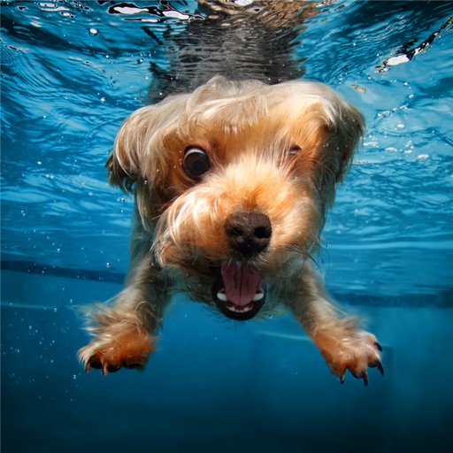 Underwater Dogs Wallpapers HD: Quotes Backgrounds with Art Pictures