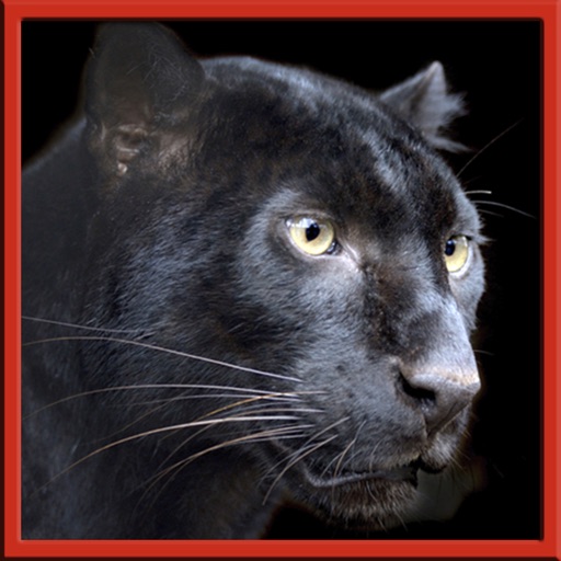 Real Black Panther Survival Animal Attack iOS App