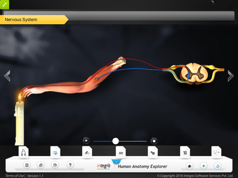 Human anatomy explorer Nervous System screenshot 2