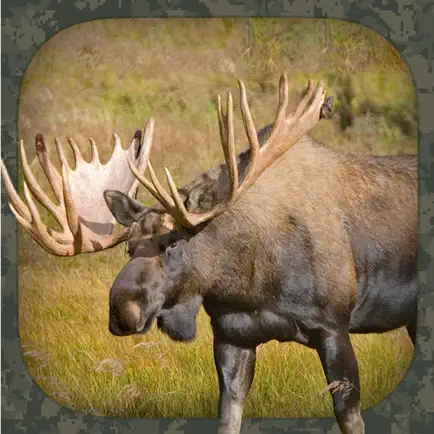 Moose Hunting Calls Cheats