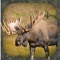 Icon Moose Hunting Calls