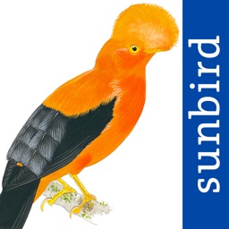 All Birds Northern Peru - a field guide to all the bird species recorded in this region of South America