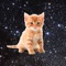 Kitties are getting lost in space