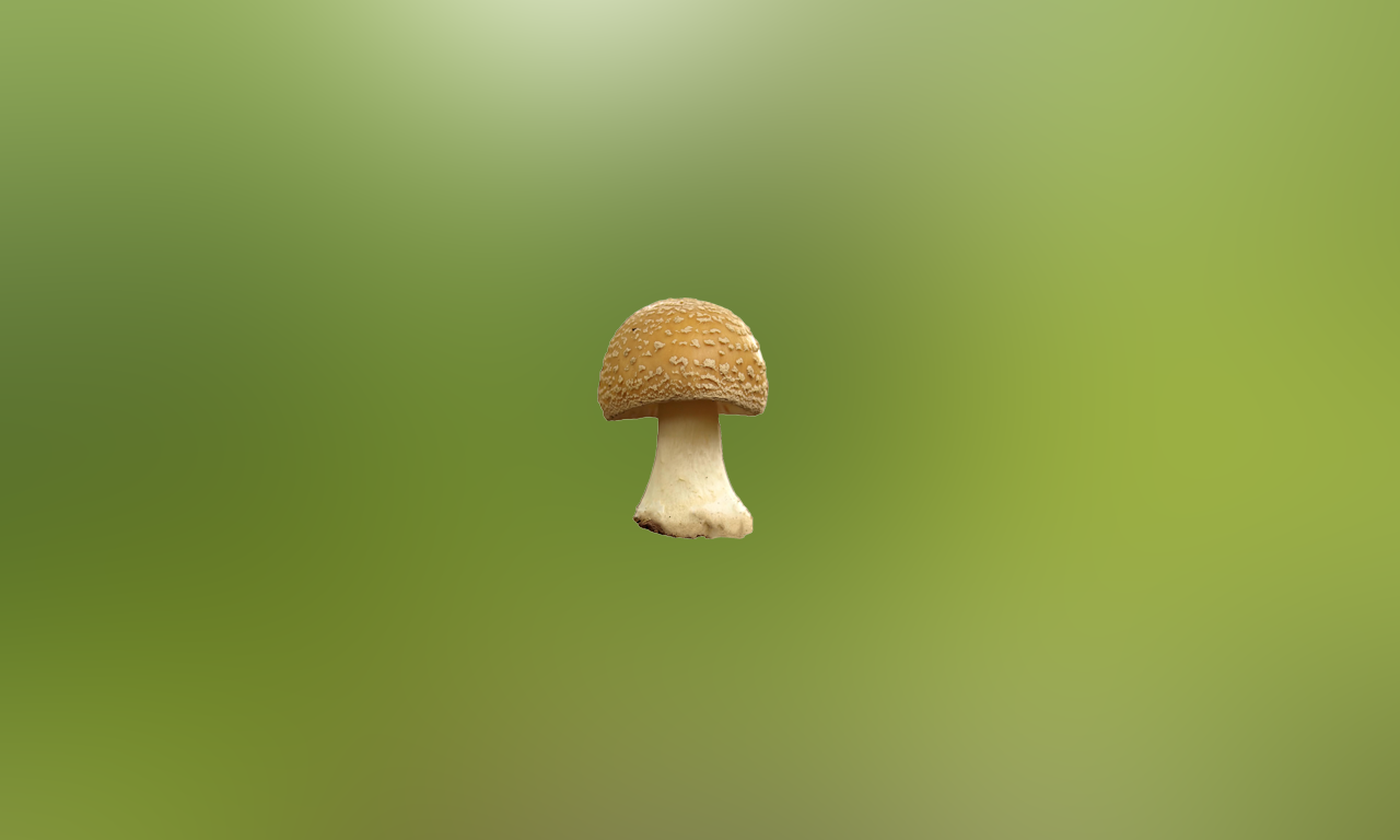 Mushrooms Encyclopedia