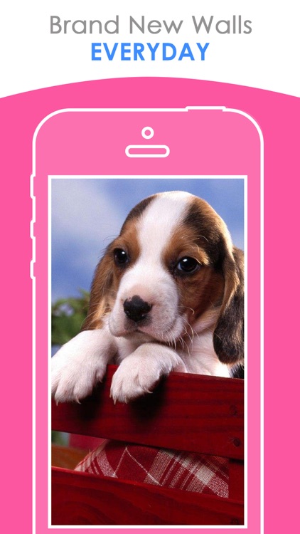 Cute Puppy Wallpapers | HD Backgrounds by nikhil D