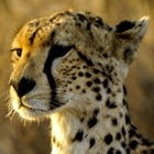 Cheetah Wallpapers