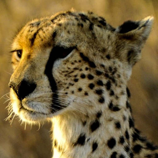 Cheetah Wallpapers icon