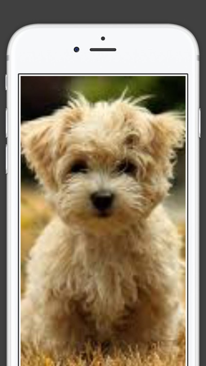 Cute Puppies animal Wallpapers, photos and Images screenshot-4